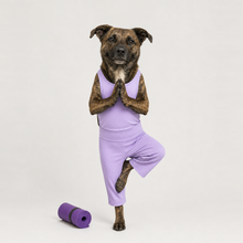 Second example of a personalized dog portrait in The Yogi outfit